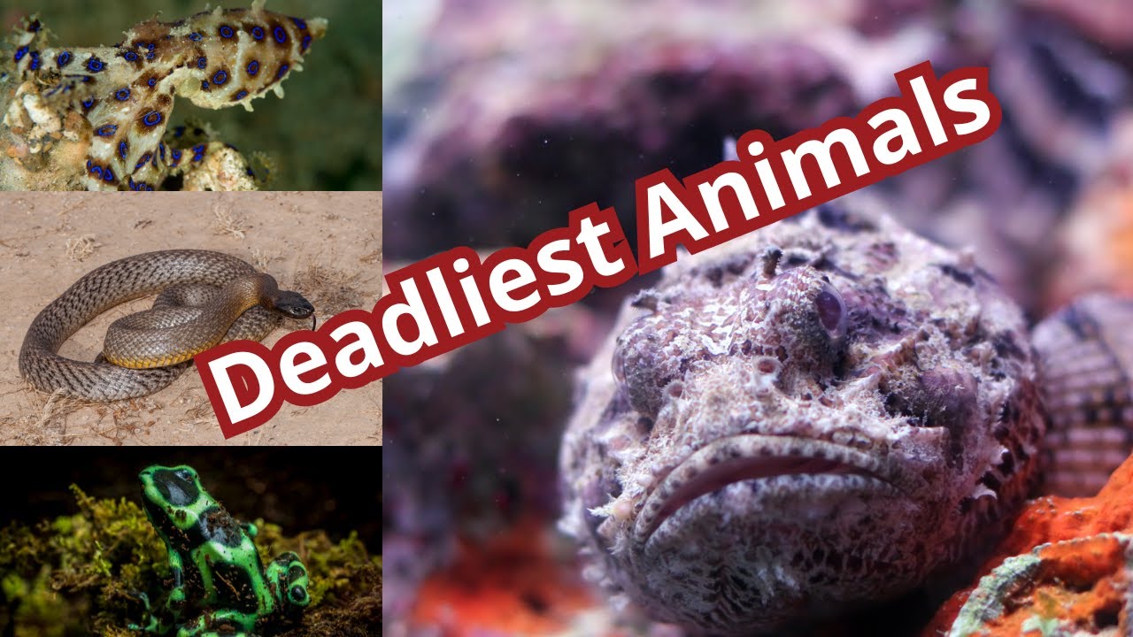 Nature's Deadly Enigmas: The World's Most Venomous Creatures