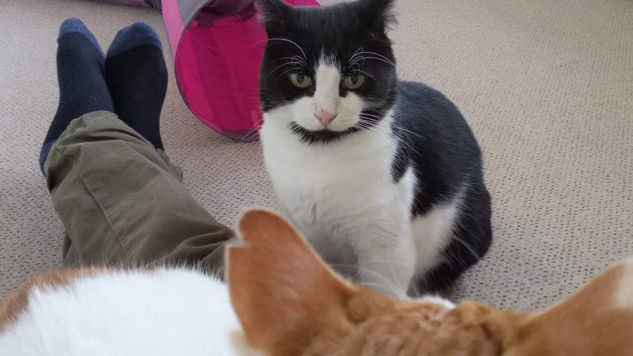 Jealous Cat Doesn't like It When Other Cat Sits On Owners Lap (3)