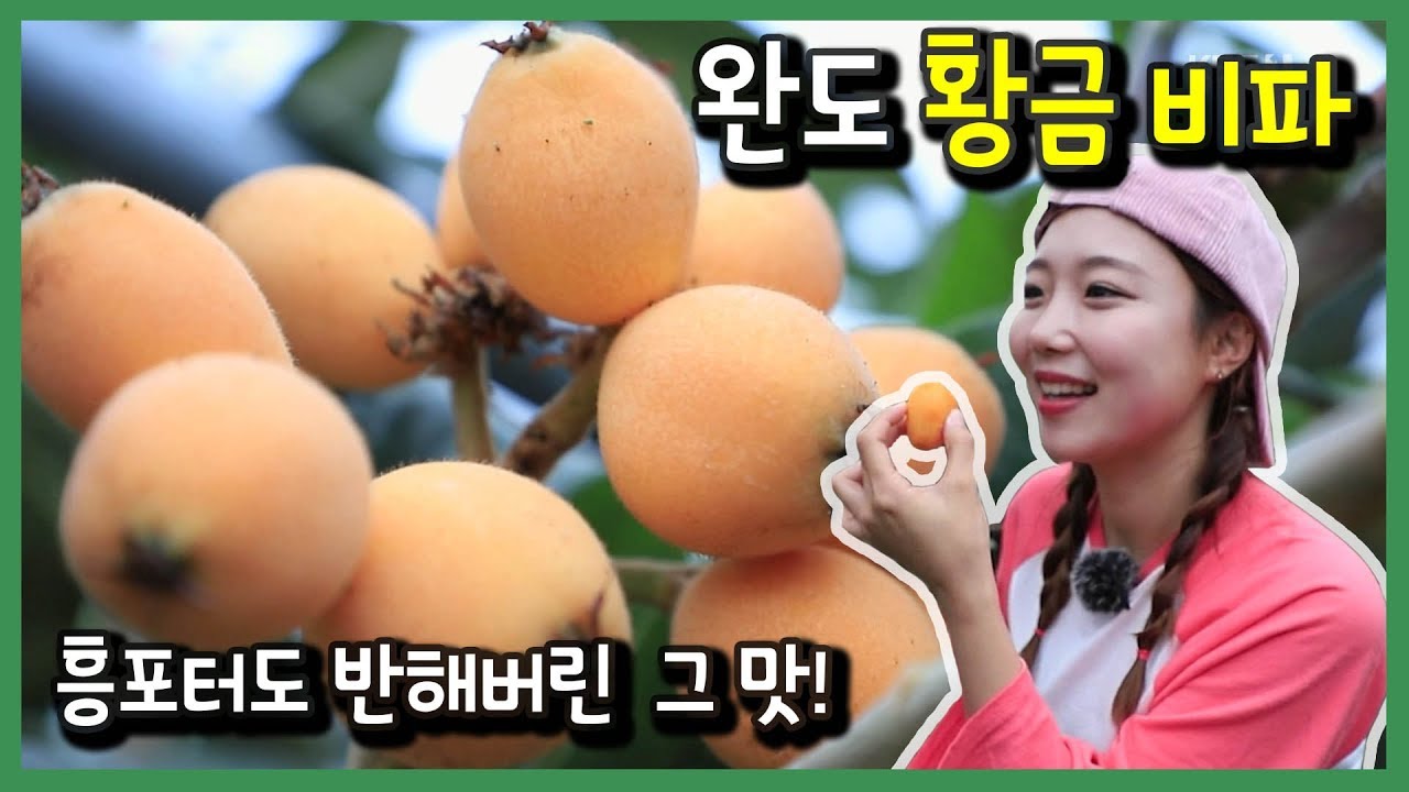 [6시내고향 - 광주] 과일계의 황금이 나타났다! 비파 전남 완도 190508 by KBS광주