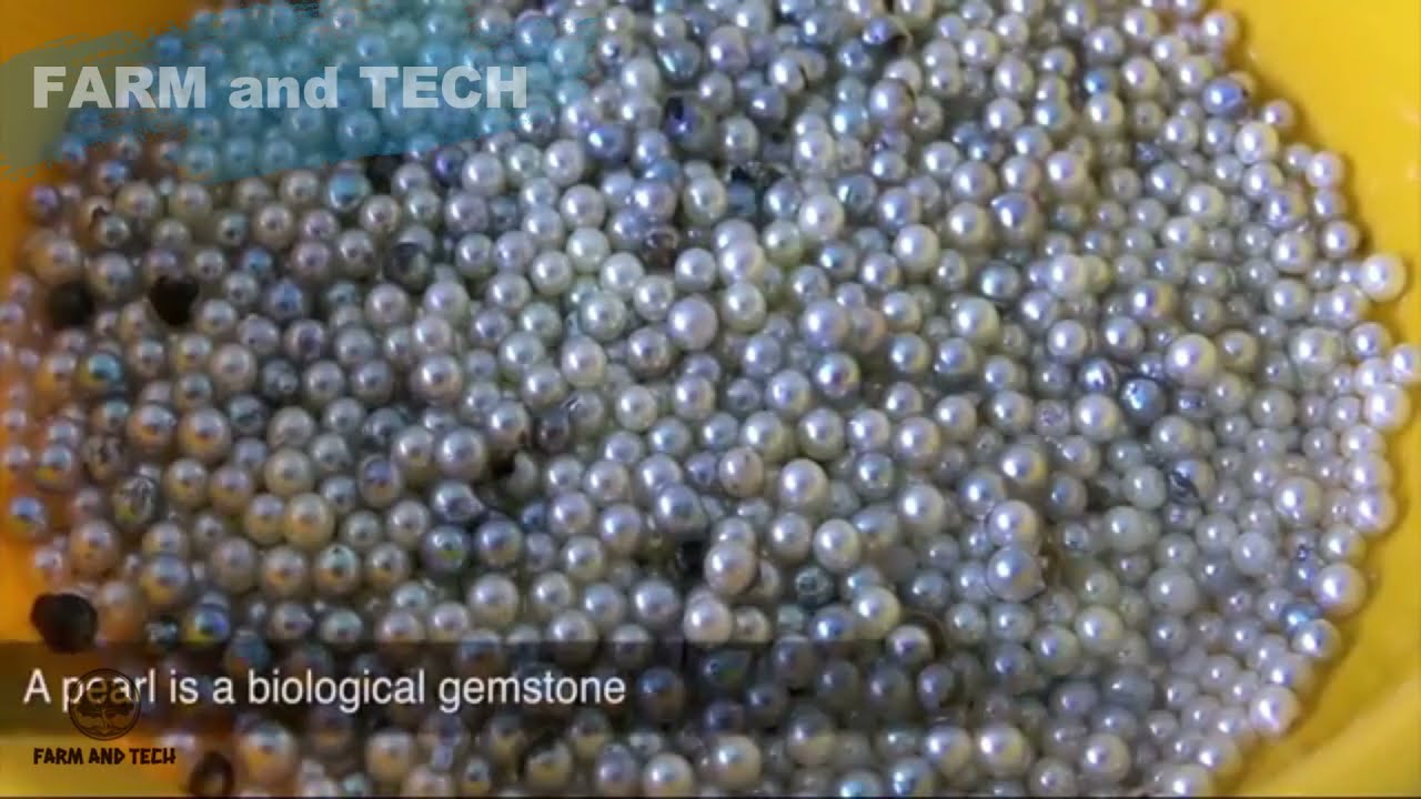 Pearl Cultivation Processing Technology