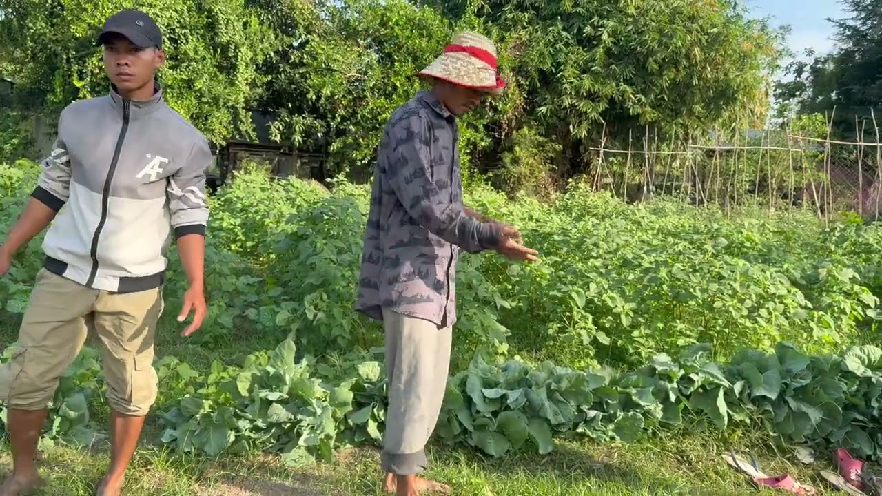 I am making vegetable deliveries to several different Wats
