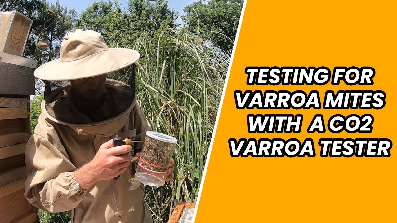 Beekeeping Guide: Testing for Varroa Mites with a CO2 Varroa Checker