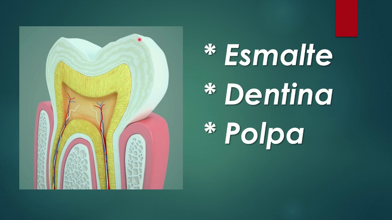 Anatomia Dental - Aula #01