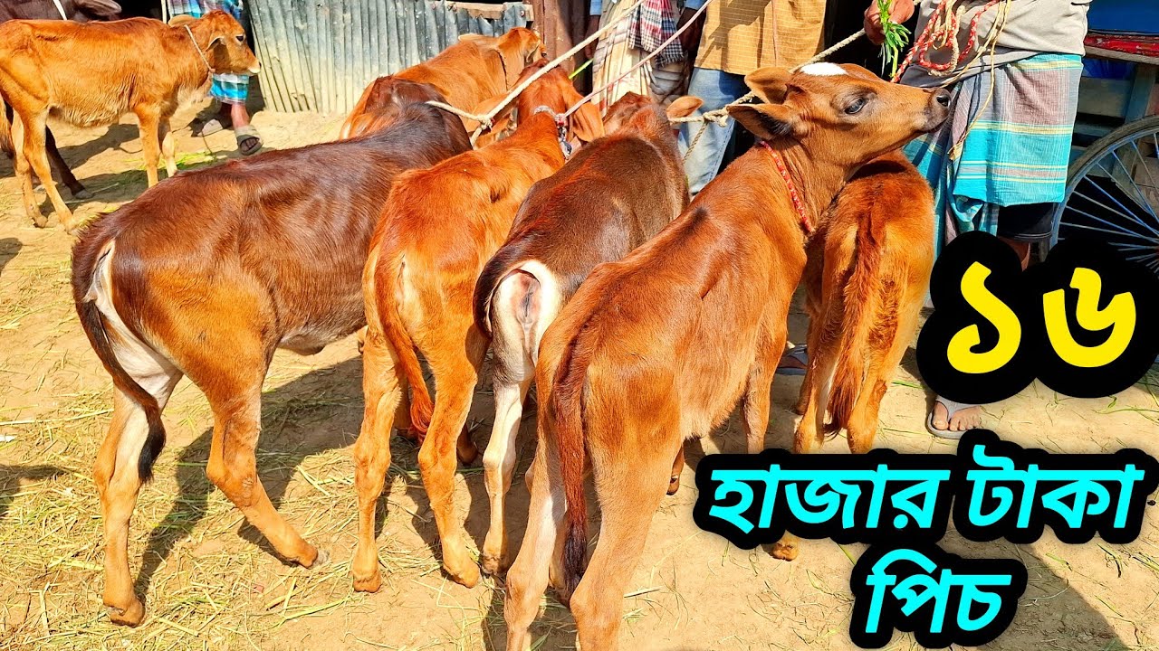 ০২/০৩/২৬/ সবচেয়ে কম দামে দেশি বকনা বাছুর গরু ১৬ হাজার টাকা পিচ থেকে শুরু রানিগঞ্জ গরুর হাট #বকনা 