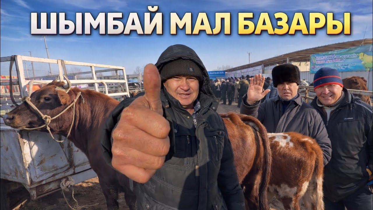 8-ФЕВРАЛ 2026 ДАН ШЫМБАЙ МАЛ БАЗАРЫ АТ БАЗАРЫ БАХАЛАРЫ
