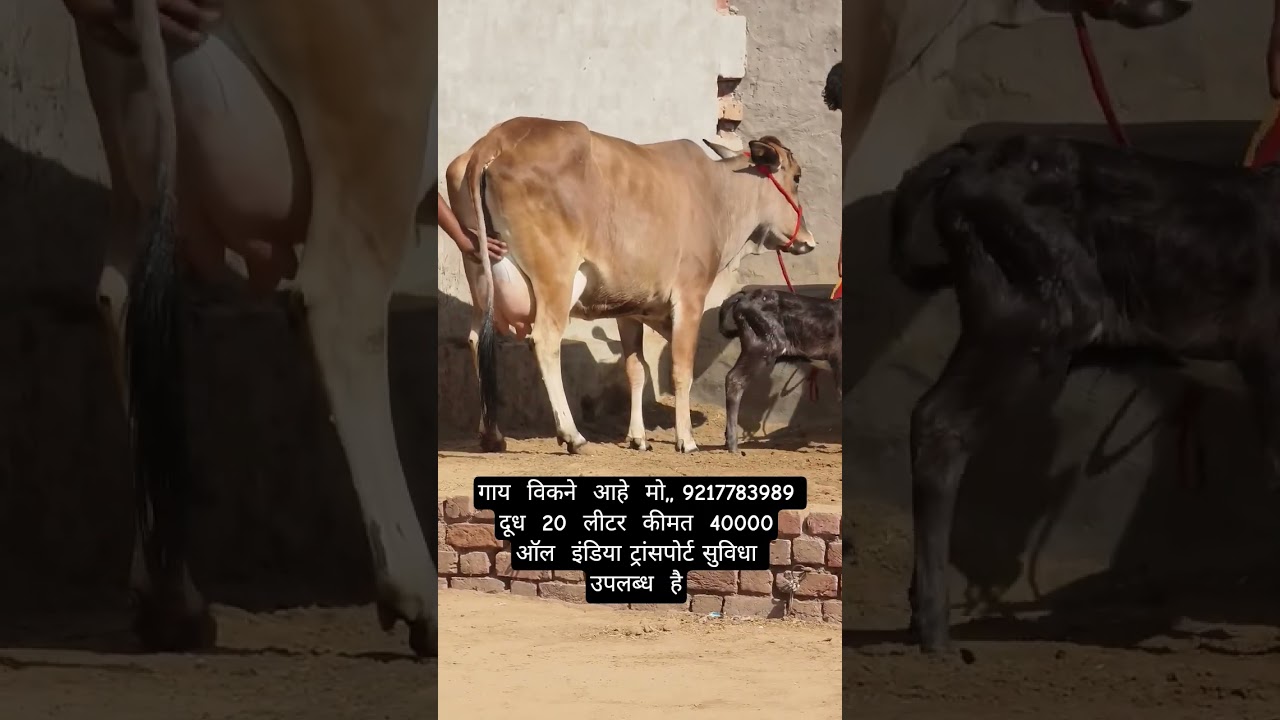 Sahiwal cow for sale 9217783989 call me #cow #sahiwalbreed #dairyfarm