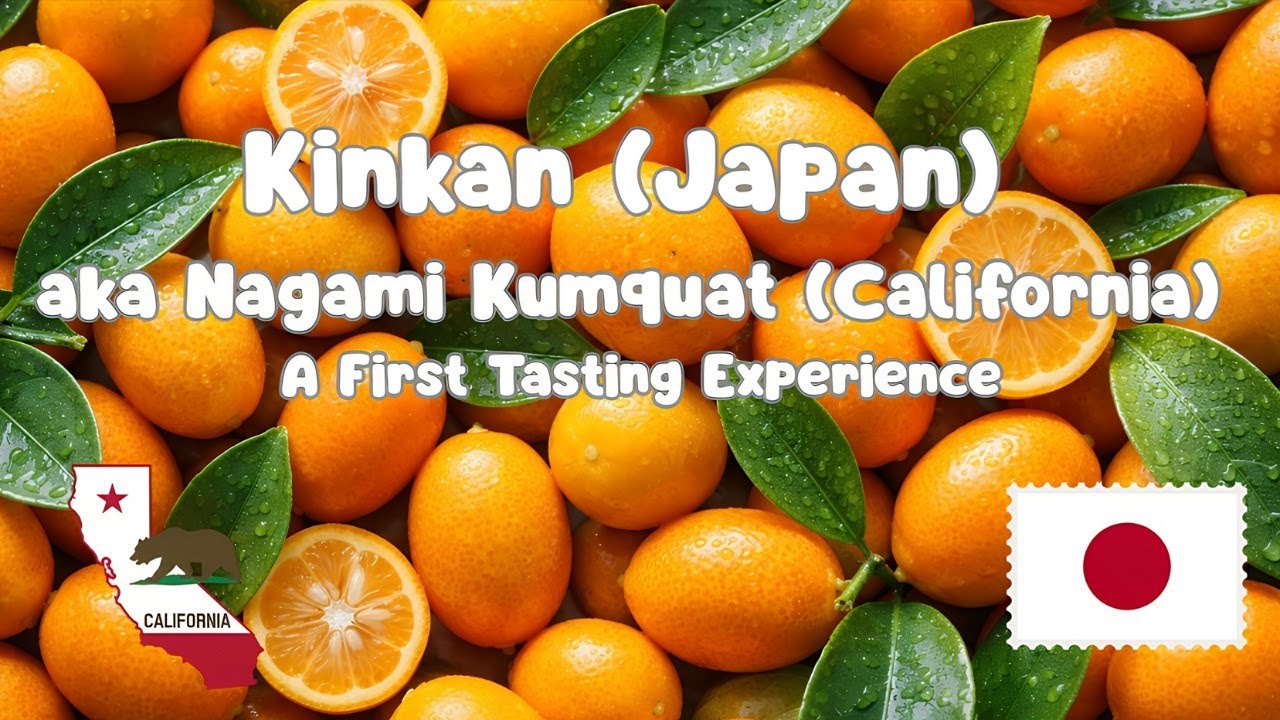 *BANNED TO IMPORT* Kinkan (Japan) aka Nagami Kumquat (California) ~ A First Tasting Experience