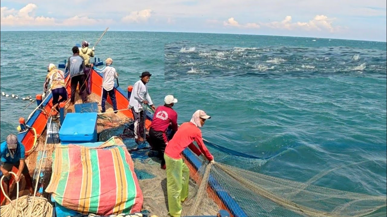 Purse seine net, Indonesian fishermen catch a lot of fish, the fishermen's catch is extraordinary