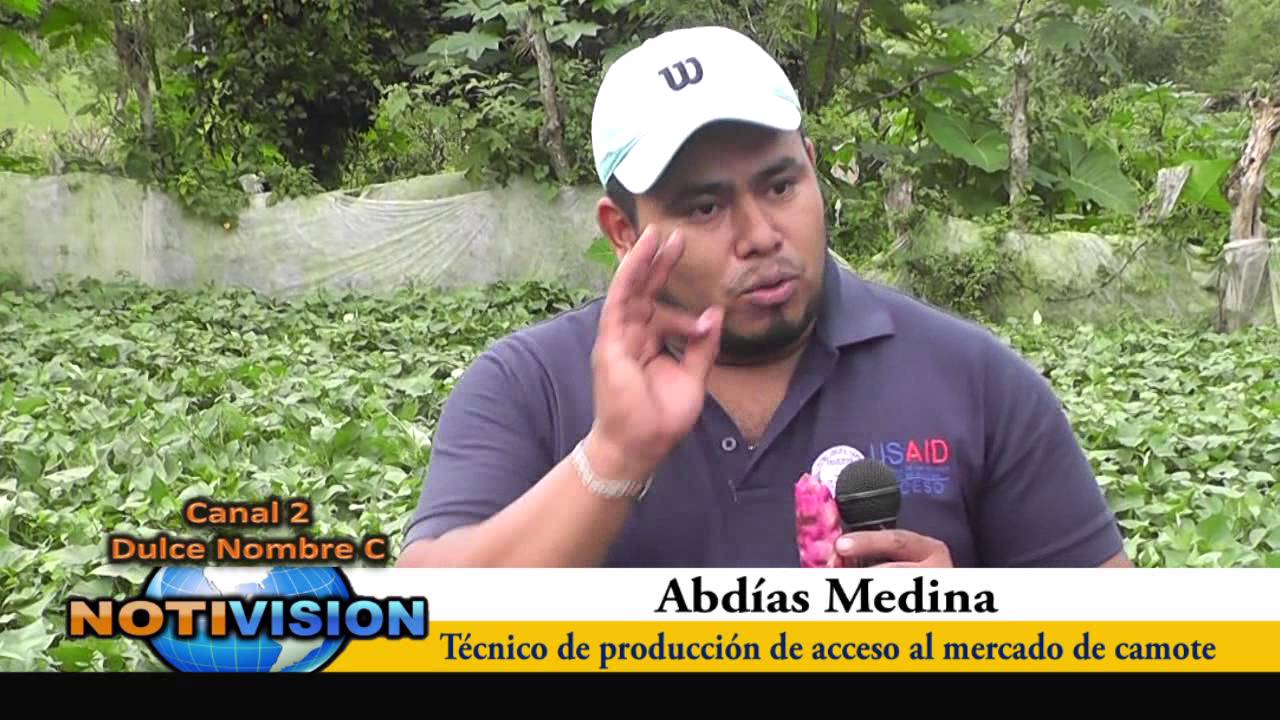 Abdias Medina siembra de camote