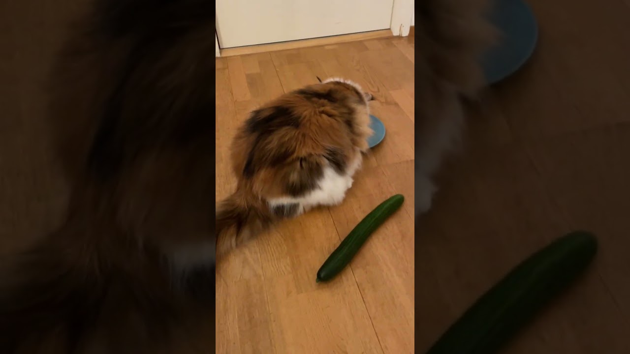 Cat vs Cucumber