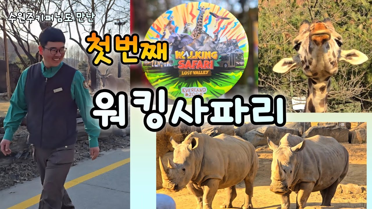 에버랜드 신규 어트랙션 워킹사파리| 용인코뿔소싸움|반가운 수원주키퍼님까지! 함께 걸어봐요💕26.02.28 Everland walking safari