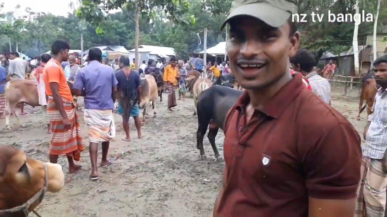 বড় ষাঁড় গরুর দাম জানুন দারিয়াপুর পশুর হাট থেকে, গাইবান্ধা।cow Price in dariapur haat gaibandha