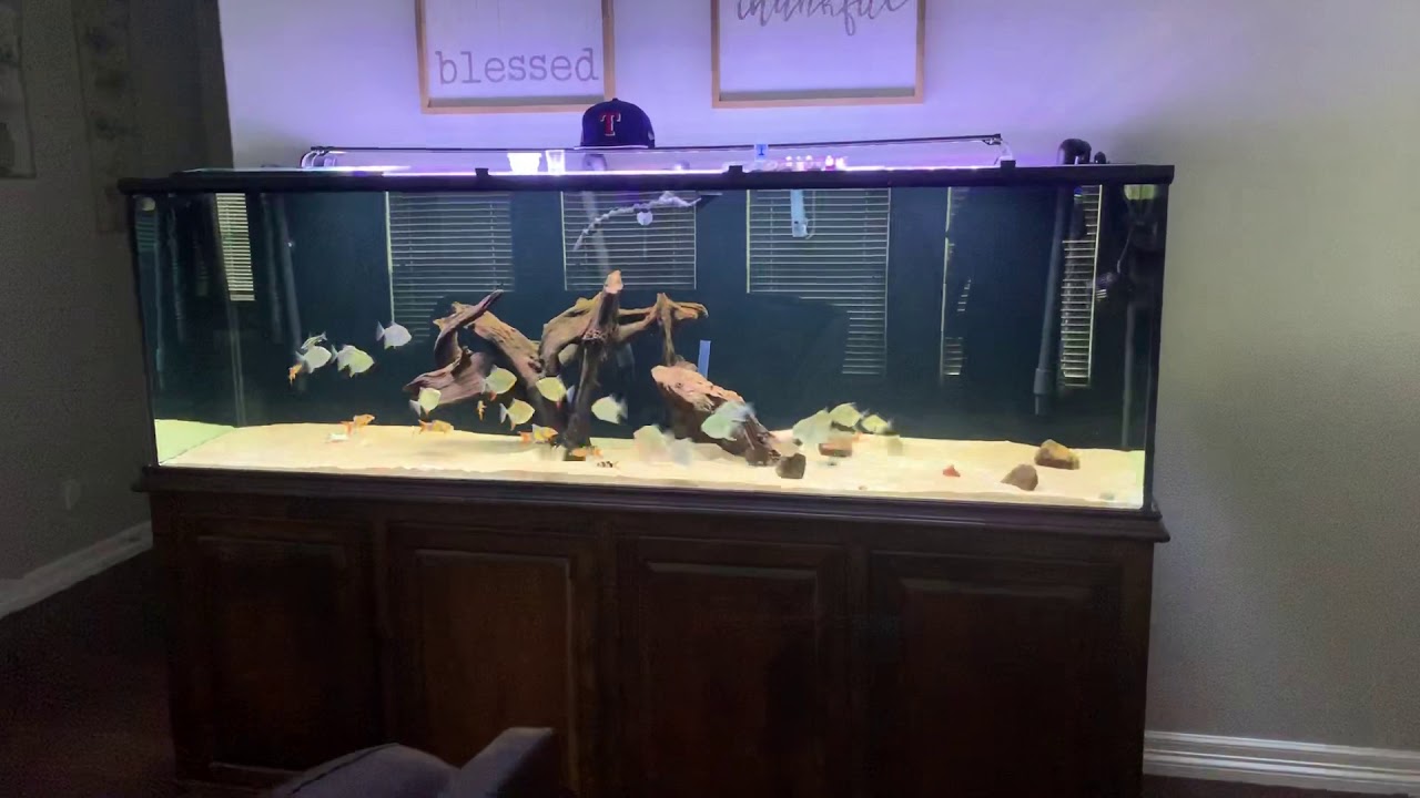 Feeding Frenzy @ “THE SILVER DOLLAR ZOO”