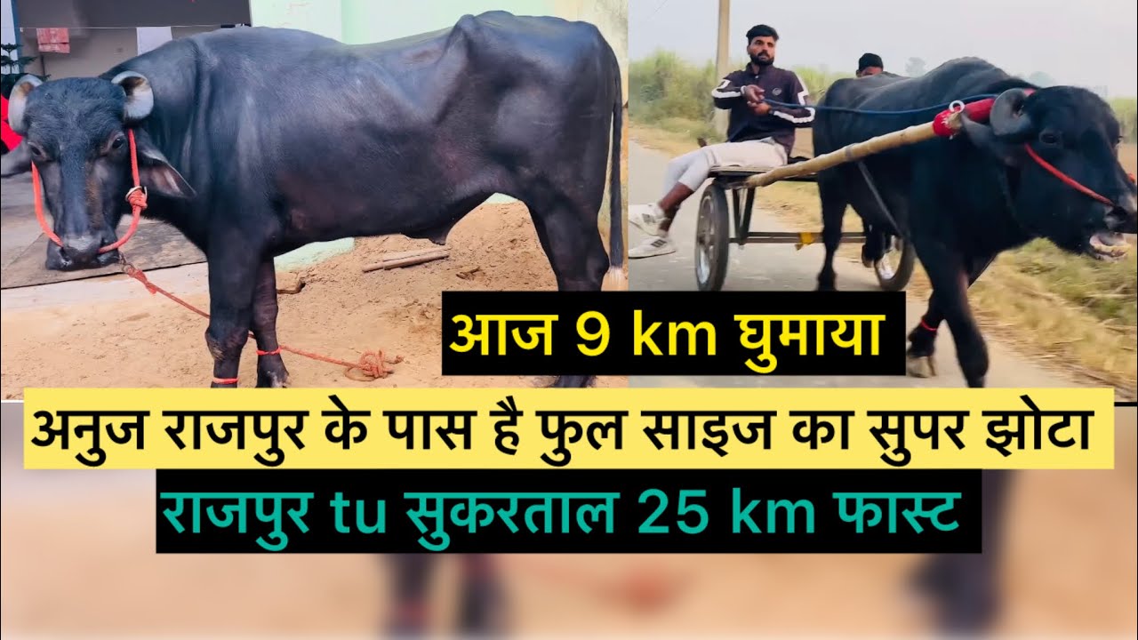 विनीत दंन्दुपुर के पास से गया था ये झोटा अनुज राजपुर के पास झोटे ने सड़क पे आग लगा दी 