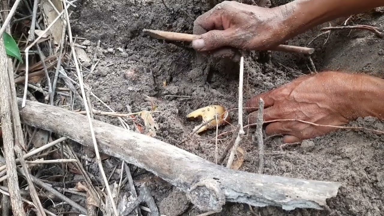 Crabs digging in the hole,