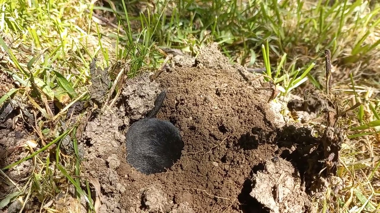 Krtek se vyhřívá na sluníčku a pak vytváří novou hromádku
