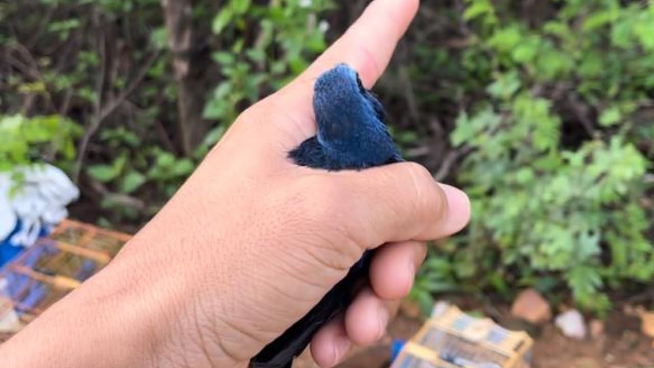 Azulão corrido NUNCA MAIS