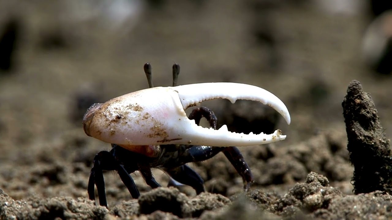 10 Crustacean Types and Overview | Examples of Crustaceans