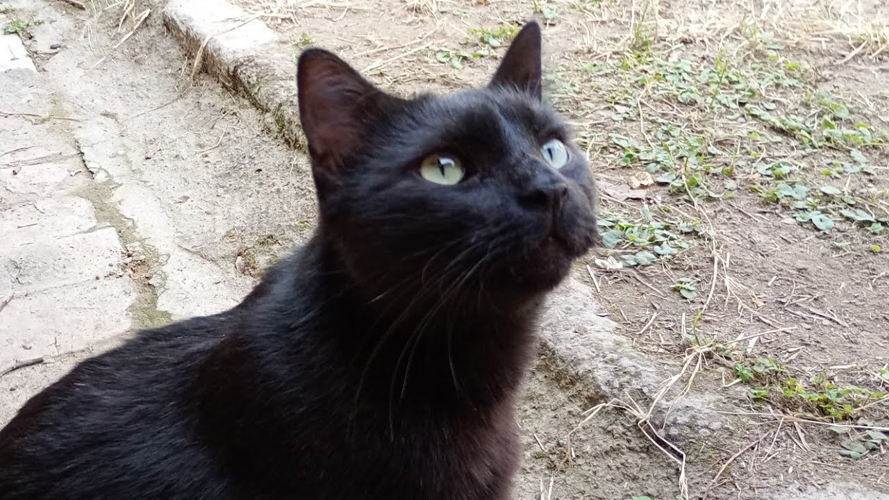 Un Gato negro muy hablador por la mañana 