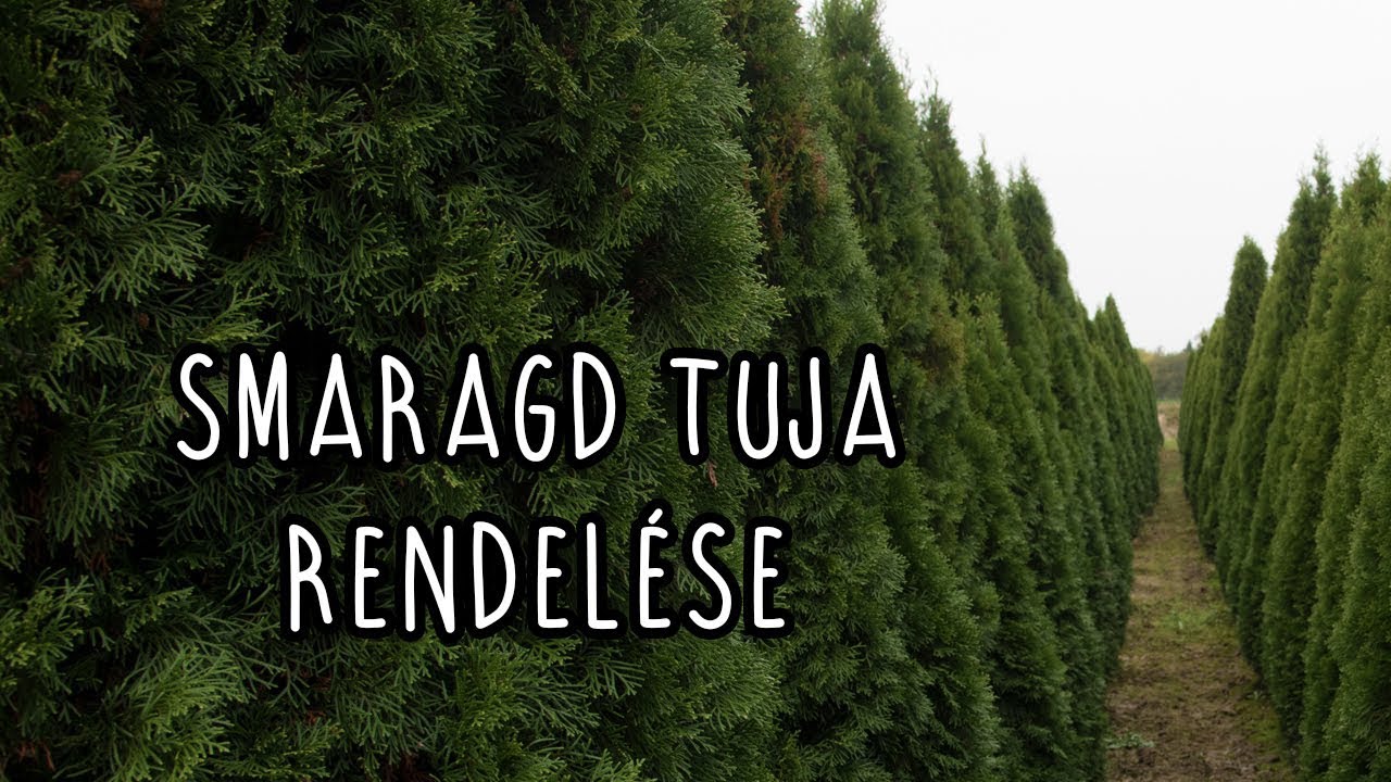 Smaragd tuja - Thuja occidentalis 'Smaragd' rendel&eacute;se