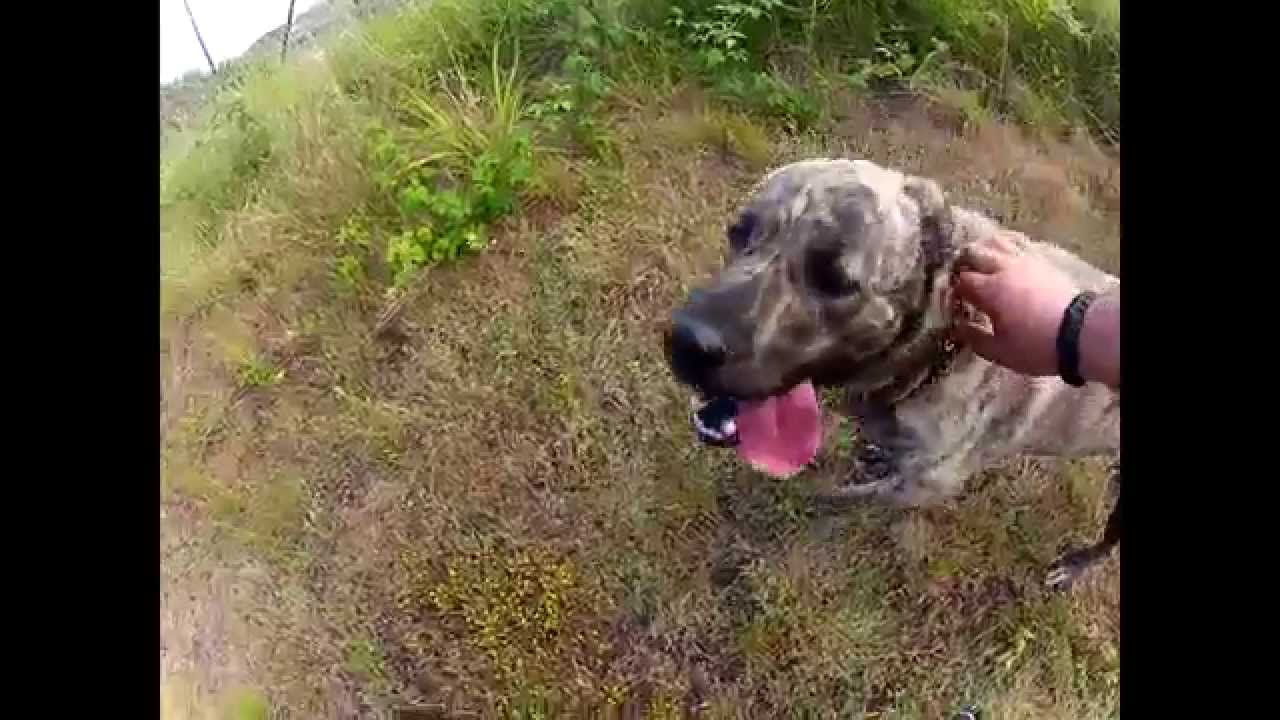 Gopro- Muzzling a Fila São Miguel ;)