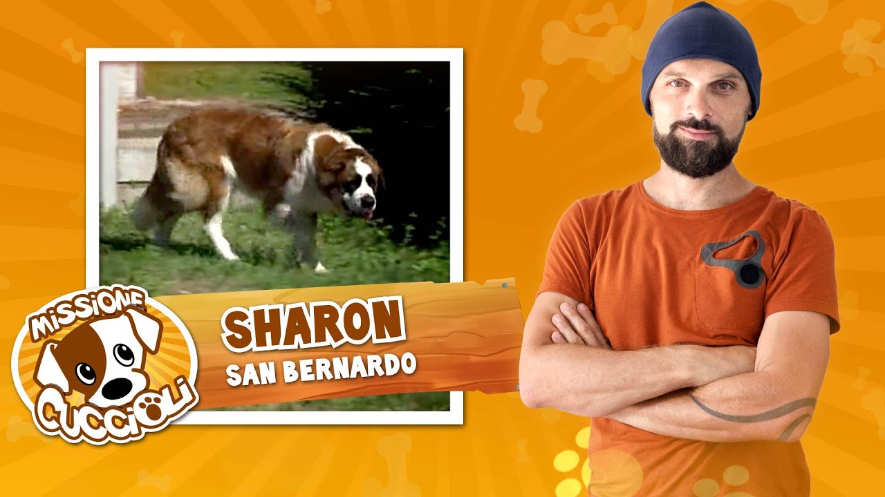 MISSIONE CUCCIOLI Stagione 2 con Simone Dalla Valle - Sharon, san bernardo