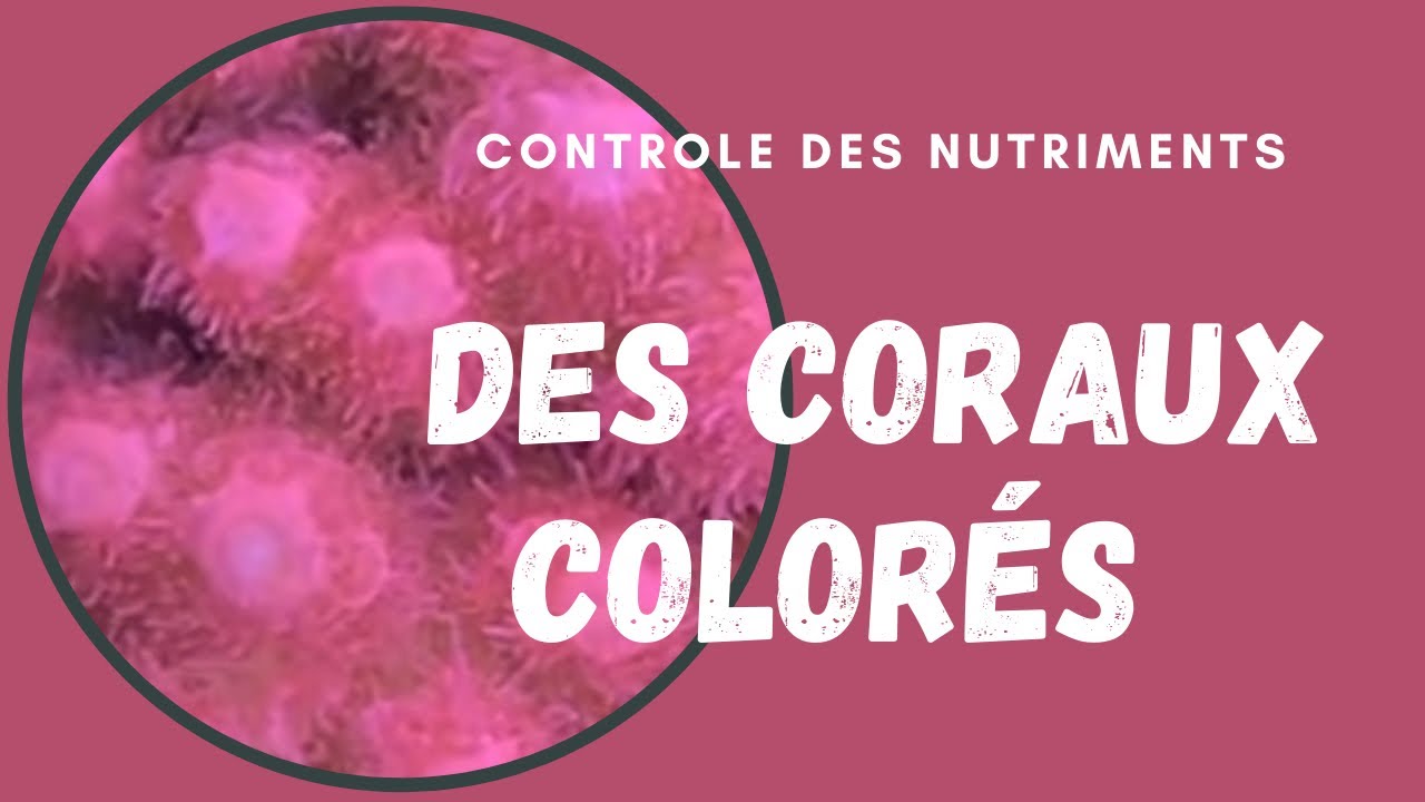 Des coraux colores partie 1 contr&ocirc;le des nutriments