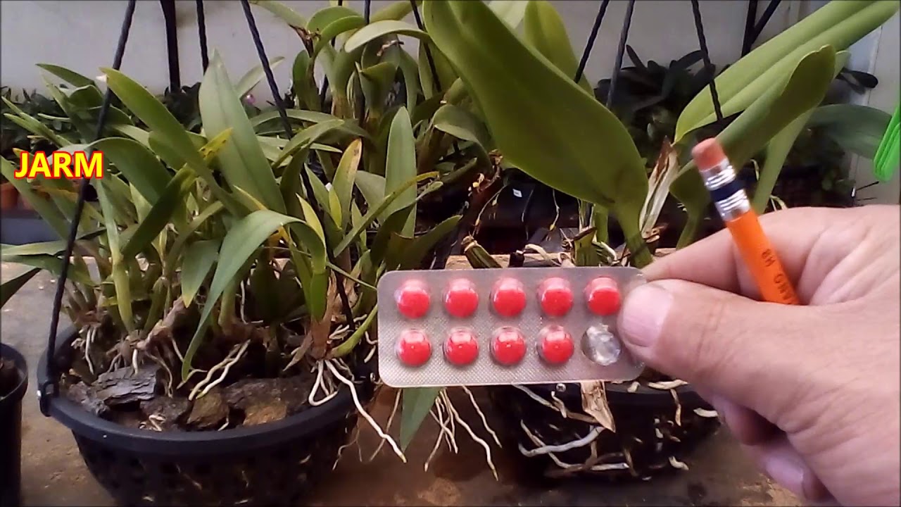El enraizador más fácil, económico y efectivo para orquídeas