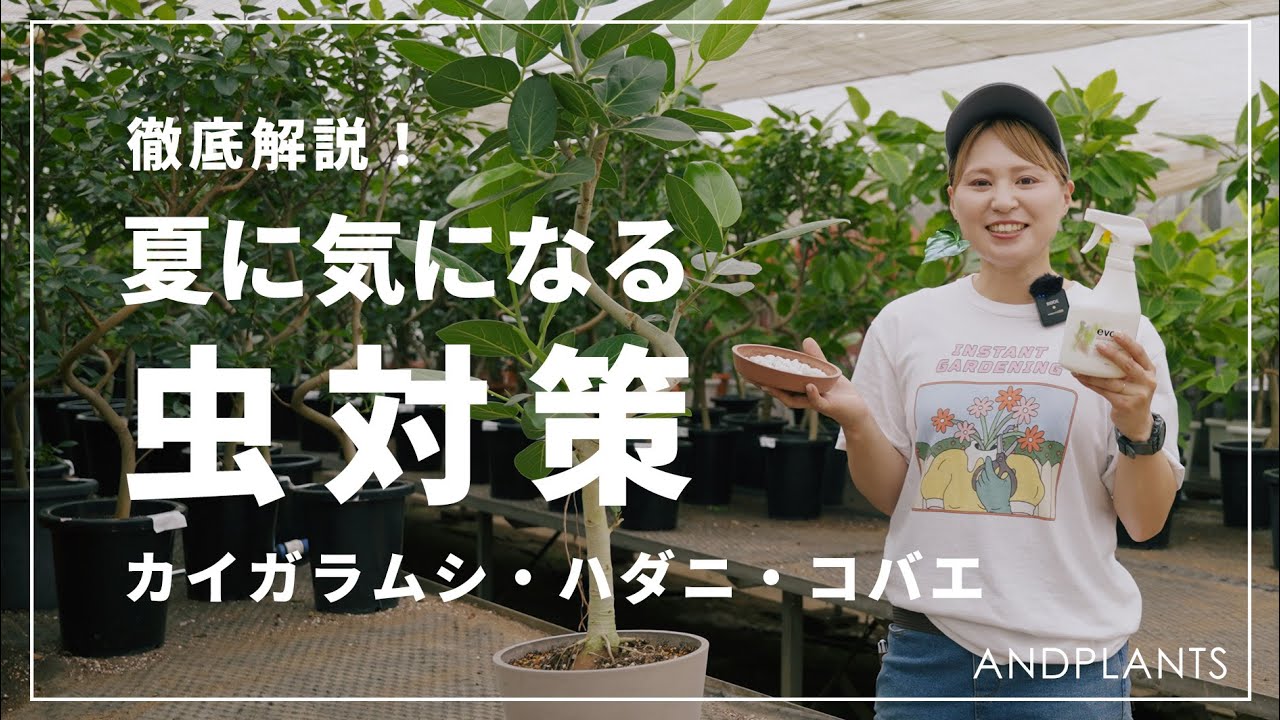 【もう悩まない】夏に気になる虫対策を植物バイヤーが解説します！カイガラムシ、ハダニ、コバエの見つけ方、対処法、予防策まで全て解決◎