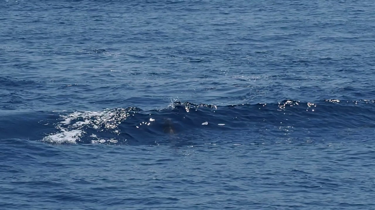 Giochi di delfini - Santuario dei Cetacei - Mar Ligure