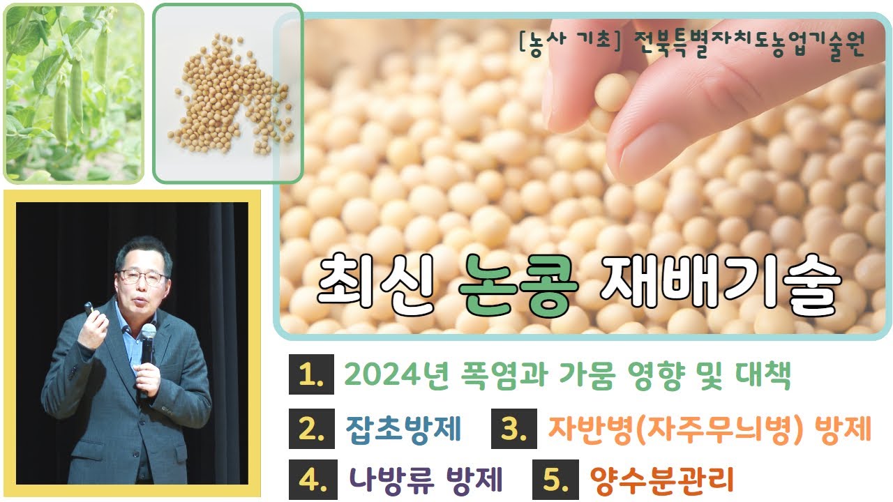 ✨[최신 논콩 재배기술] 2024년 폭염과 가뭄으로 논콩 재배 힘드셨죠~?  경감대책 및 재배방법 알려드립니다. #논콩 #콩재배기술 #논콩재배