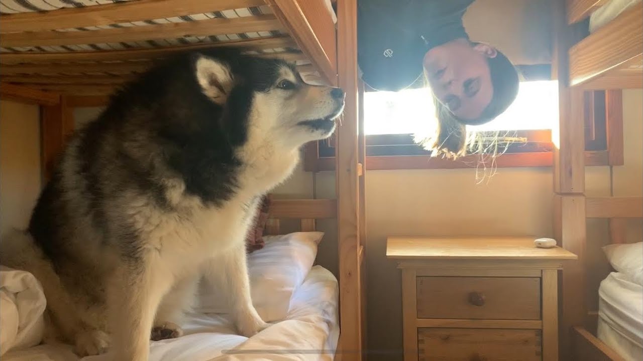 MALAMUTE ALARM CLOCK WAKE UP CALL