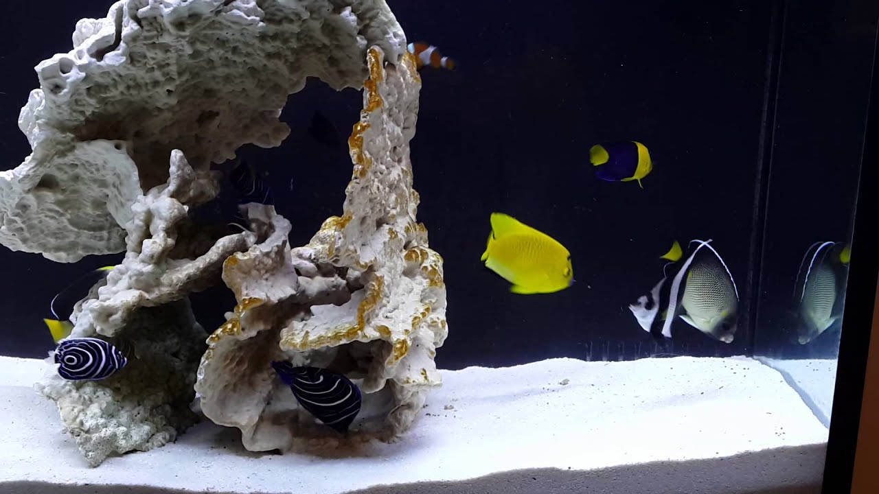 海水魚餵食片2013