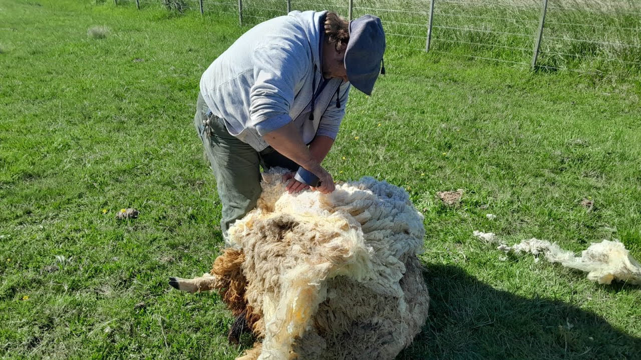 TRABAJOS DE ESQUILA EN EL CAMPO Y MUCHO BARRO