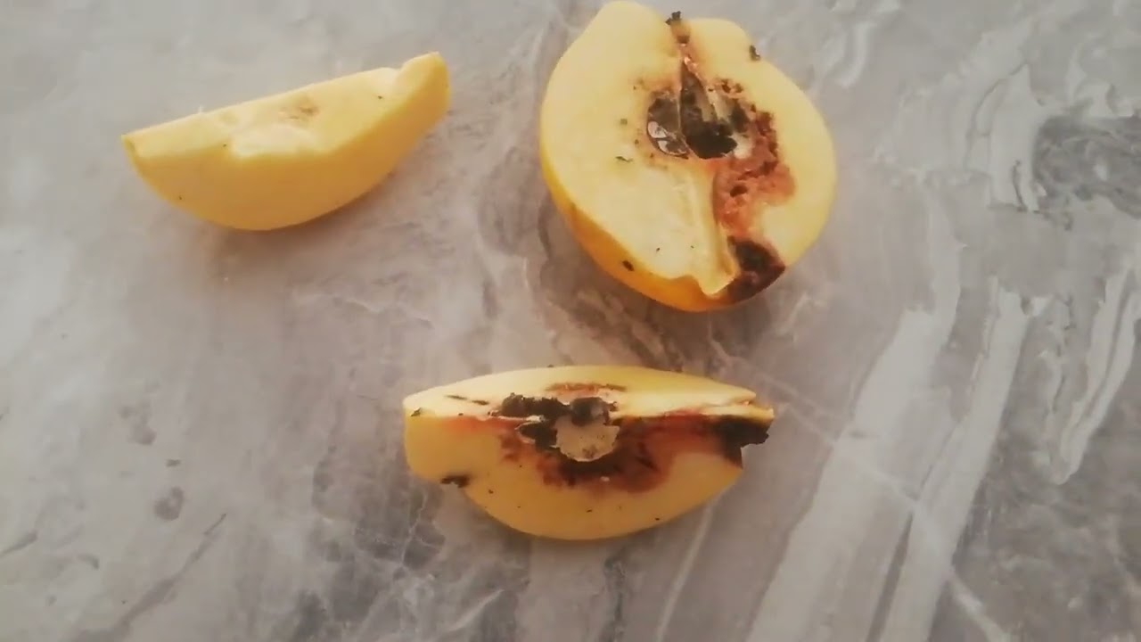 bahçeden kurtlu ayva (tamamen organik) @Bulbulogretmen #ayva #meyve #fruit #fruits