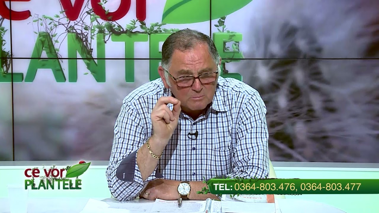 Cu ce putem erbicida culturile de mărar? Dar cele de țelină?