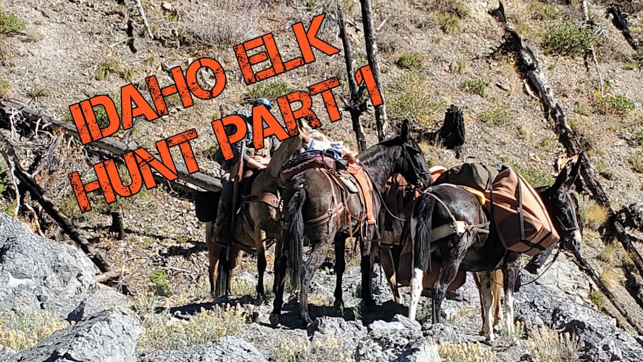 High country elk hunt with horses and mules