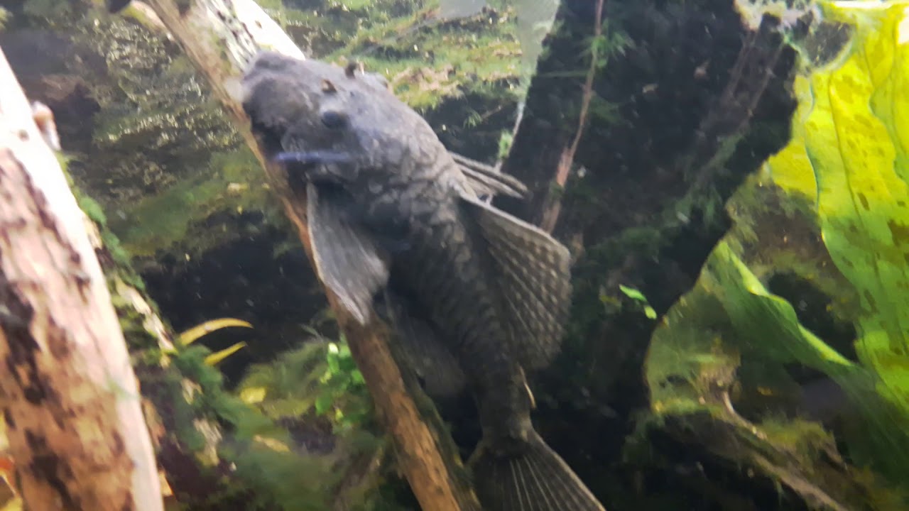 AMAZONE / ZUID- AMERIKA BIOTOOP AQUARIUM 2017