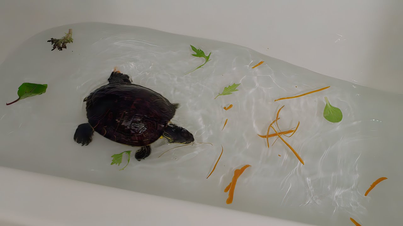 Feeding my Red-Eared Slider