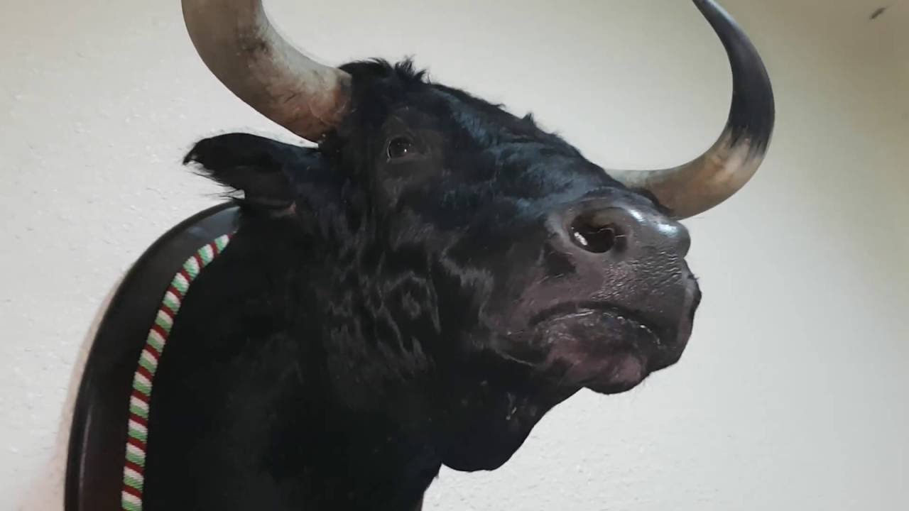 Video: LOS TOROS Y CURRO ROMERO (Fiestas de San Jerónimo)