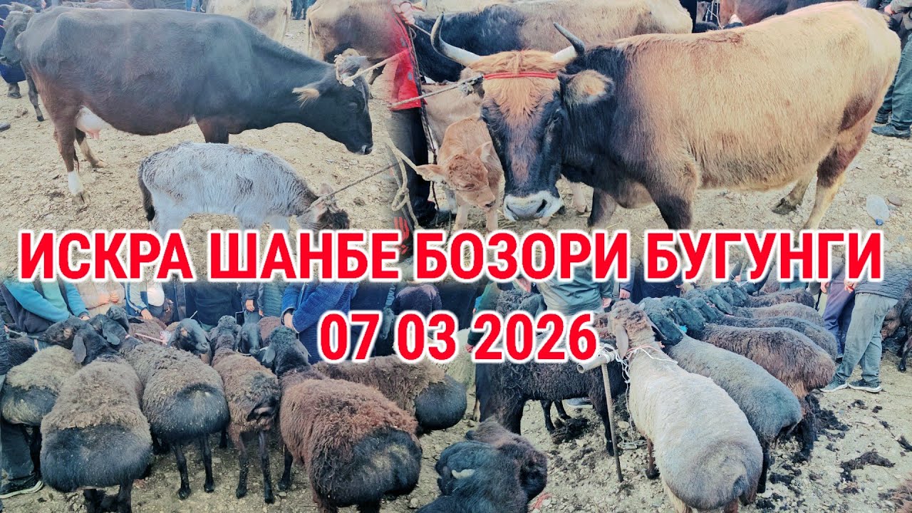 ИСКРА ШАНБЕ БОЗОРИ БУГУНГИ 07 03 2026