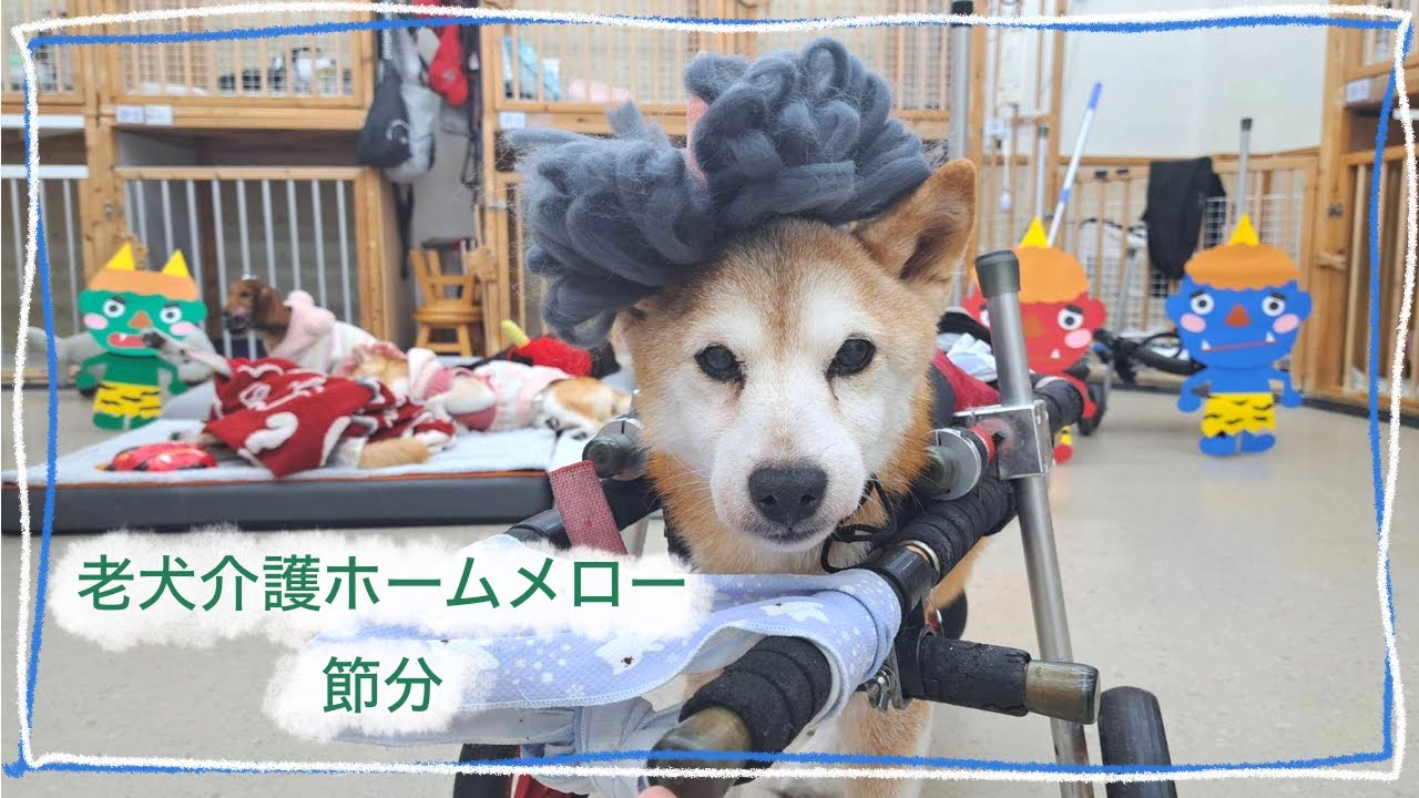 【老犬介護ホームメロー】シニア犬たちの節分👹