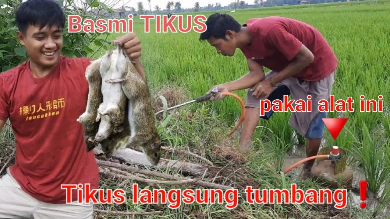 ALAT PEMBASMI HAMA TIKUS SAWAH❗ TIKUS LANGSUNG KABUR❗