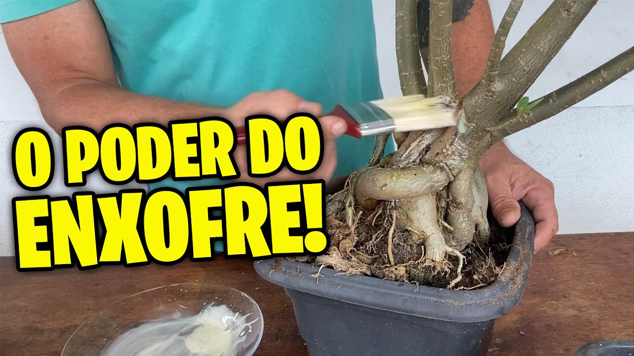 🌺🔥 O Poder do Enxofre: Salve Suas Rosas do Deserto Agora! 🌺⚡