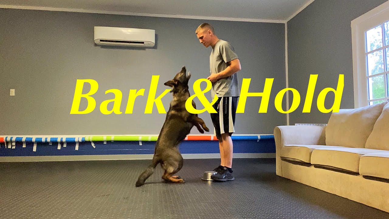 How to teach Bark & Hold 🐺