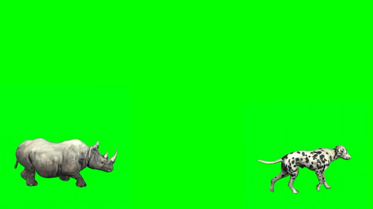Wildlife Animals Stampede Running And  HD Animals Green Screen | Stampede Green Screen