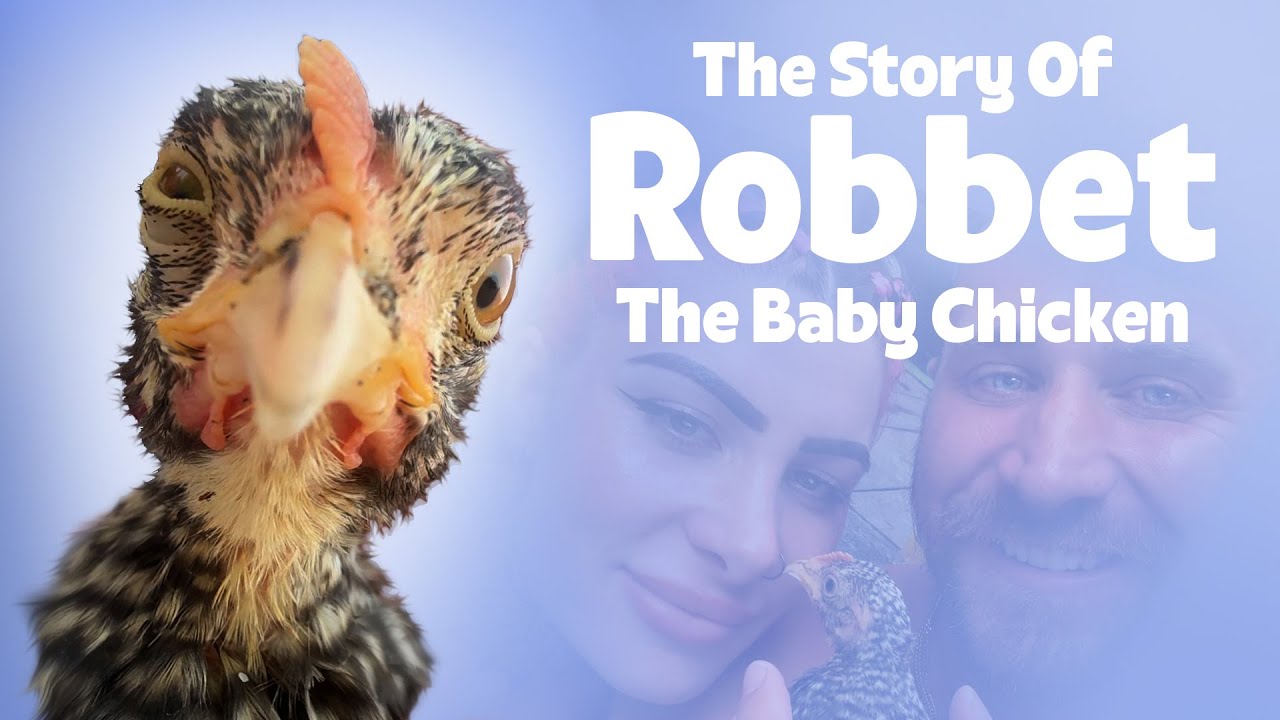 The Story of Robbet, The Baby Chicken