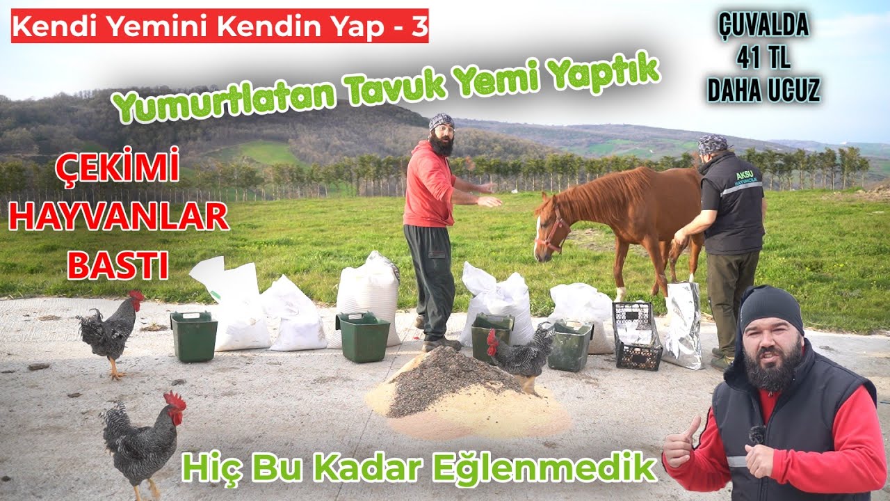 YUMURTLATAN GEZEN TAVUK YEMİ YAPTIK | EFSANE YUMURTLATMA FORMÜLÜ