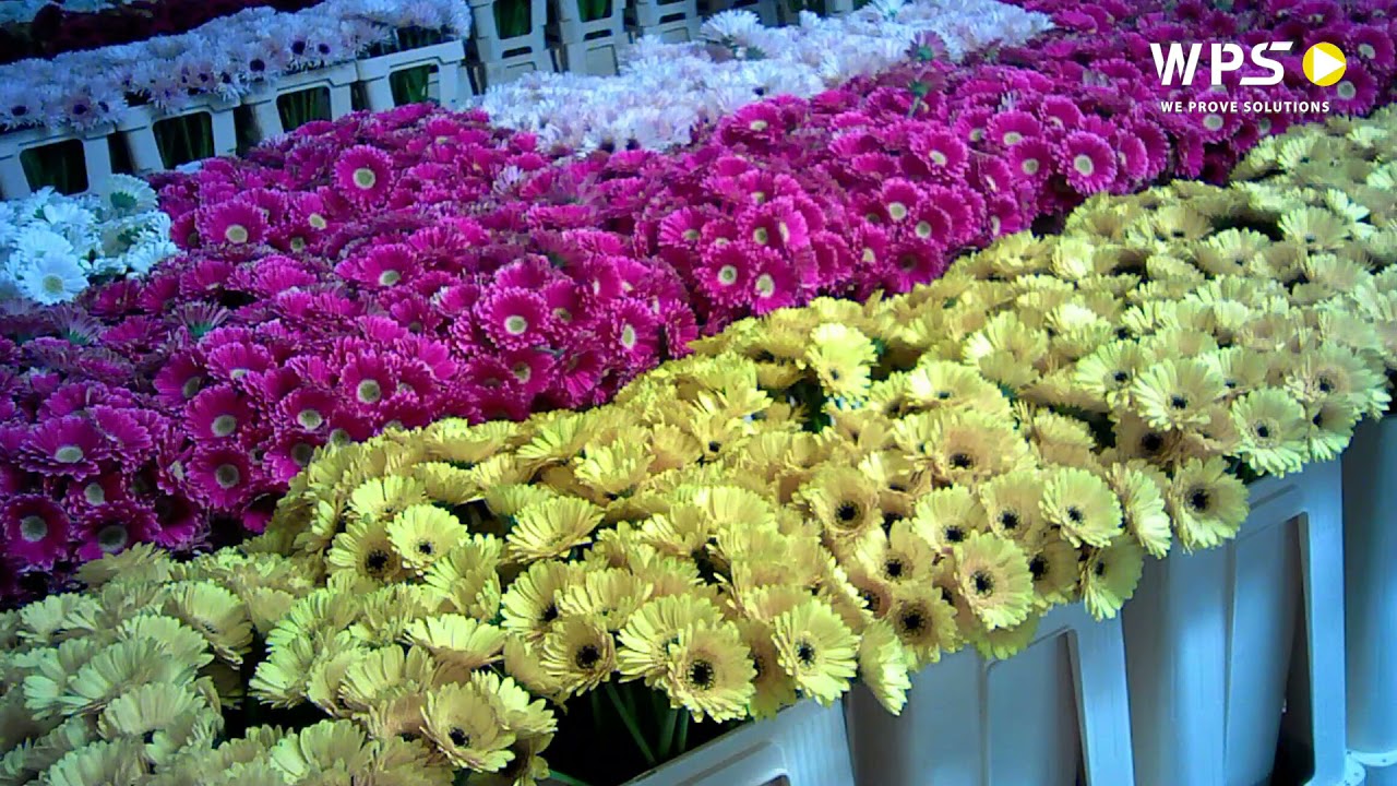 Time lapse video LG Flowers delivery buffer