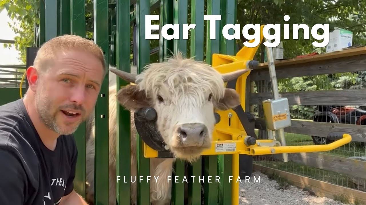 Ear Tagging
